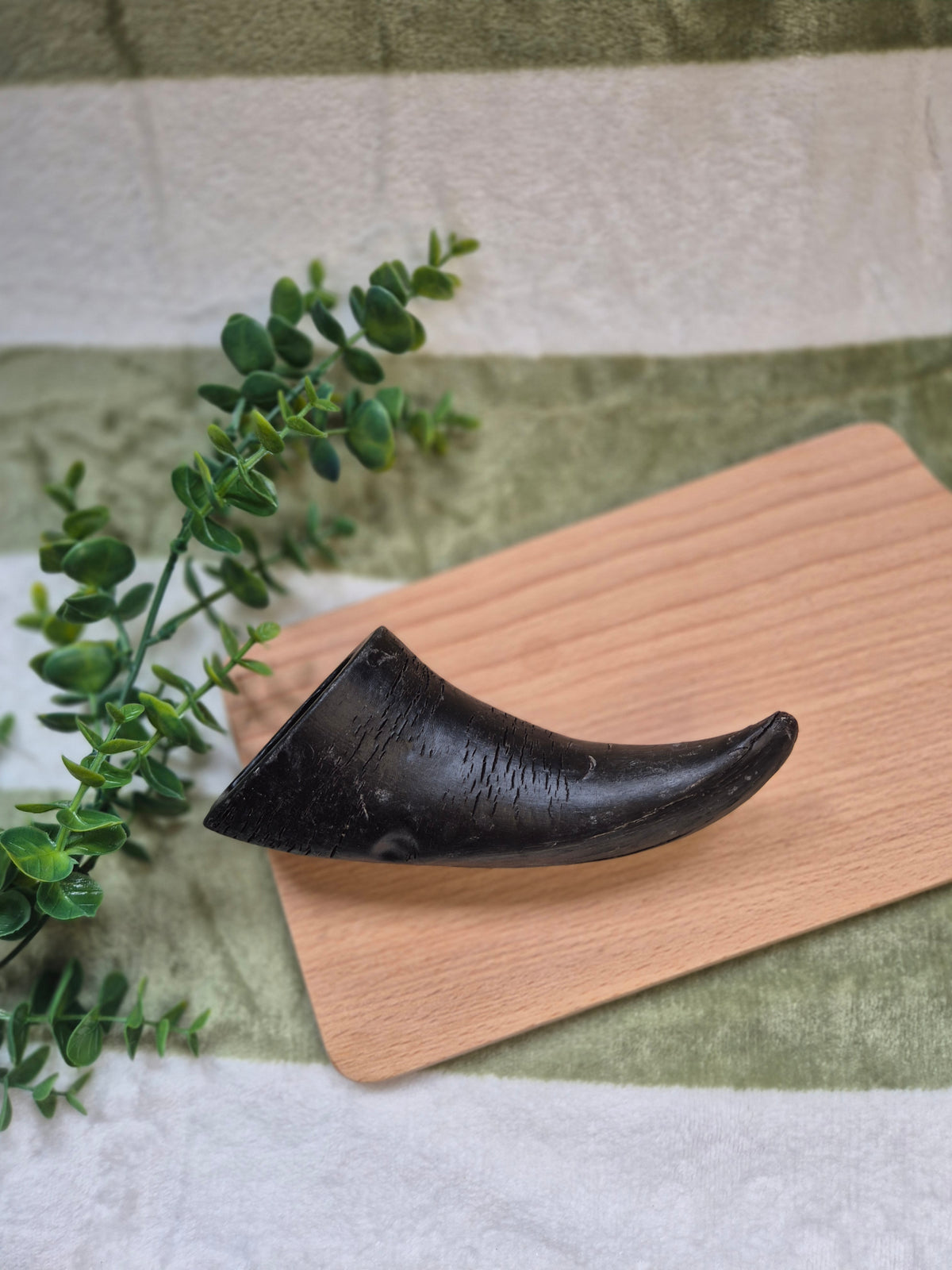 Buffalo Horn - Medium
