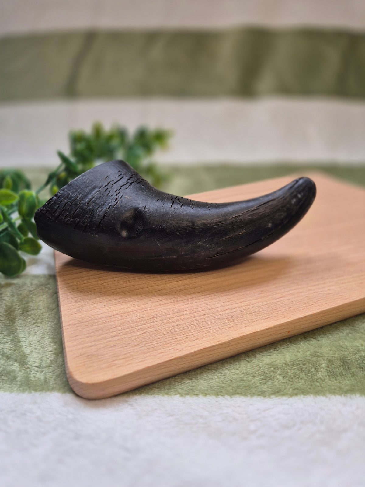 Buffalo Horn - Medium
