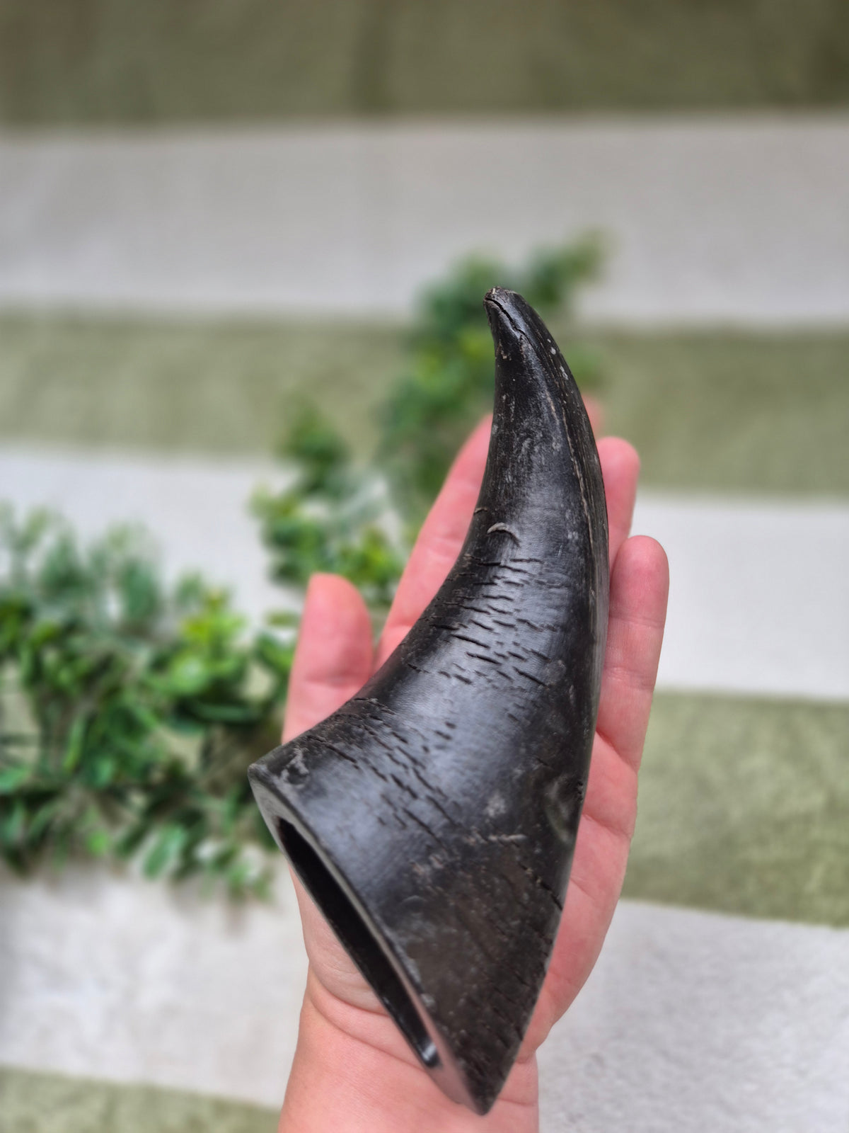 Buffalo Horn - Medium