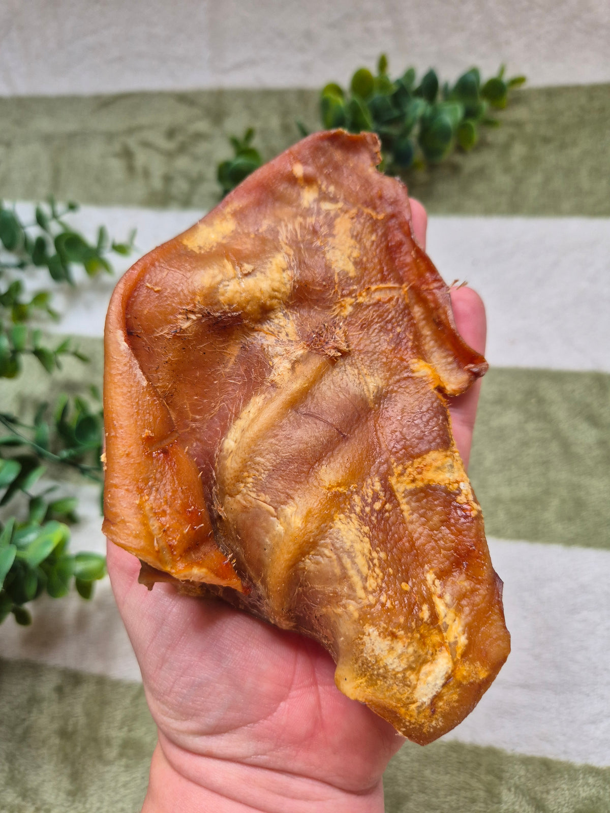 Large Pigs Ear