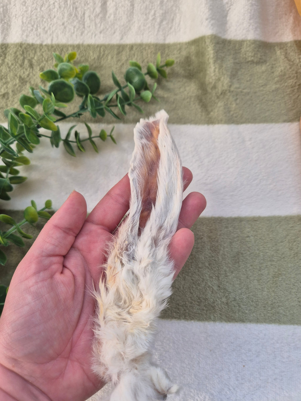Hairy Rabbit Ears - 5 Pack
