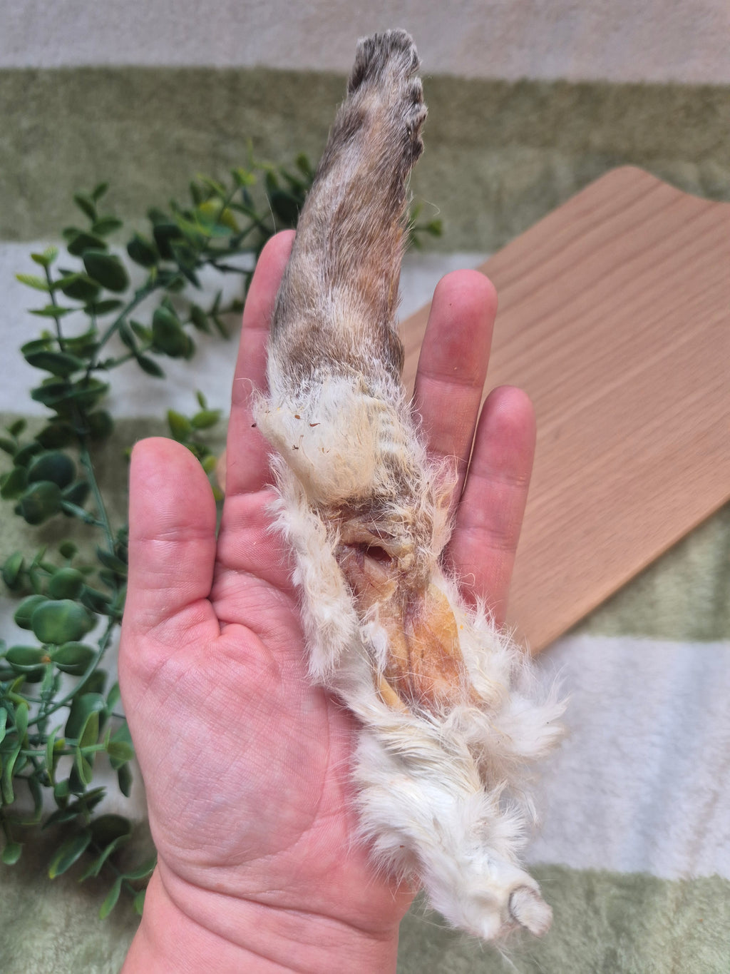 Hairy Rabbit Ear
