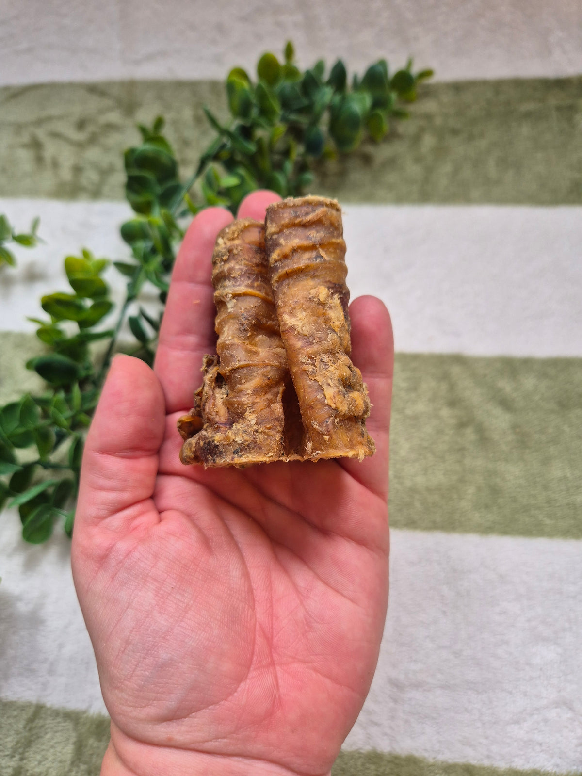 Beef Trachea